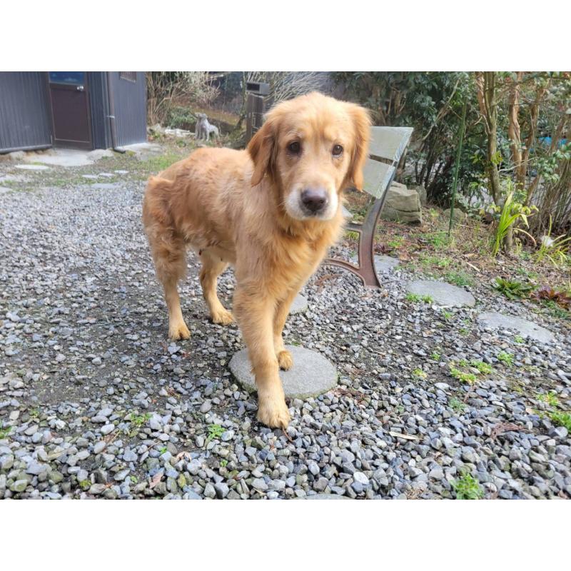 販売中の三重県のゴールデンレトリーバー-447551の4枚目