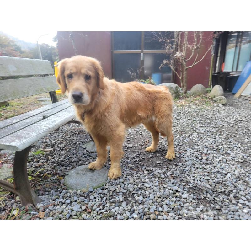 販売中の三重県のゴールデンレトリーバー-447551の3枚目