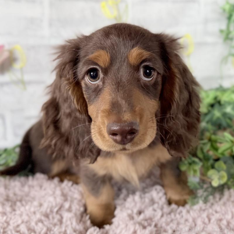 販売中の埼玉県のミニチュアダックスフンド(ロングヘアード)-440504の3枚目