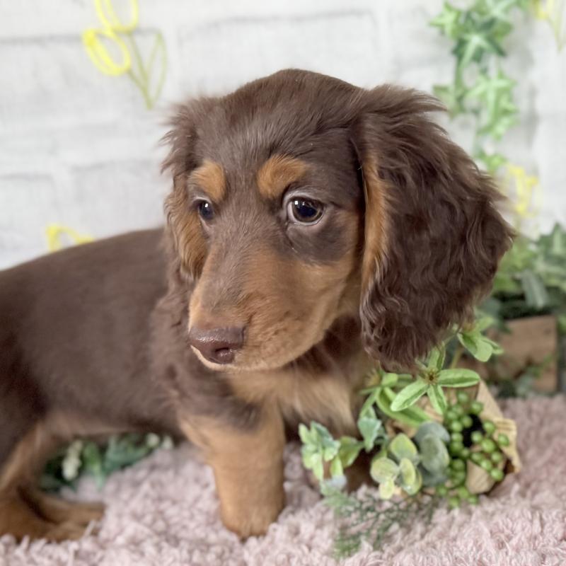 販売中の埼玉県のミニチュアダックスフンド(ロングヘアード)-440504の2枚目