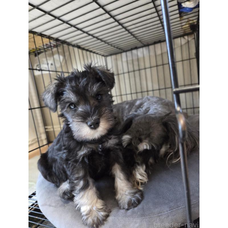 販売中の福岡県のミニチュアシュナウザー-447552の2枚目