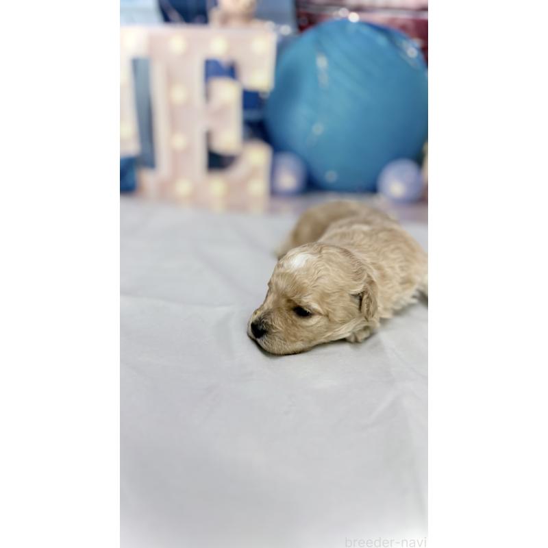 販売中の千葉県のビションプー:ビションフリーゼ×トイプードル-447553の5枚目