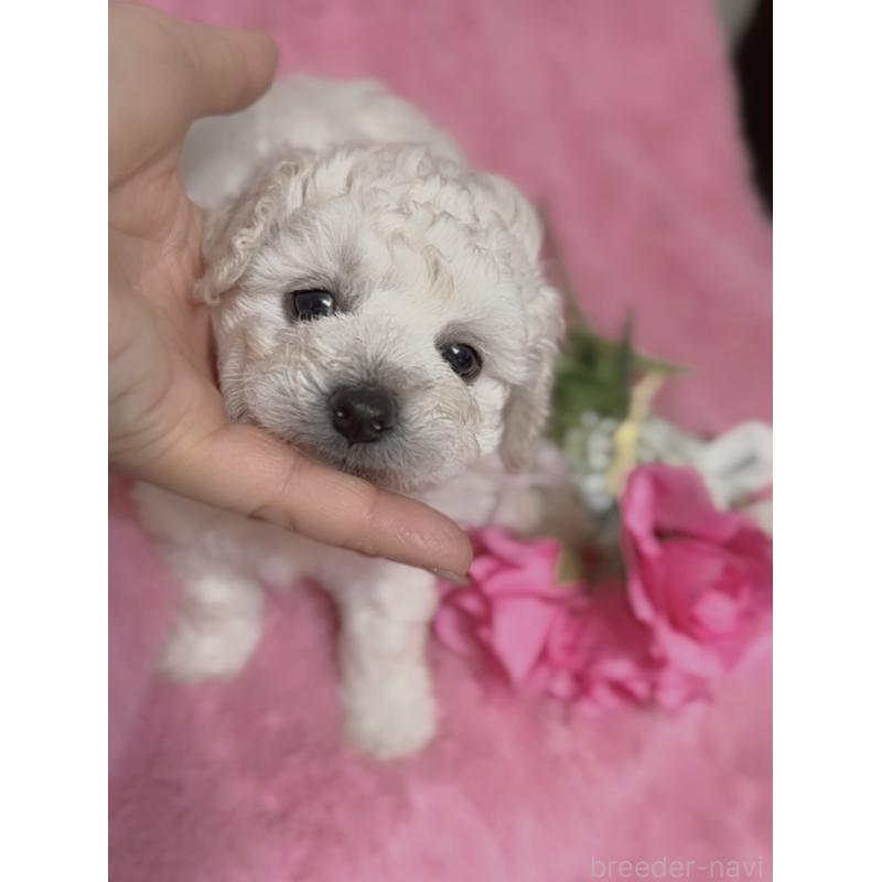 販売中の香川県のトイプードル-443292