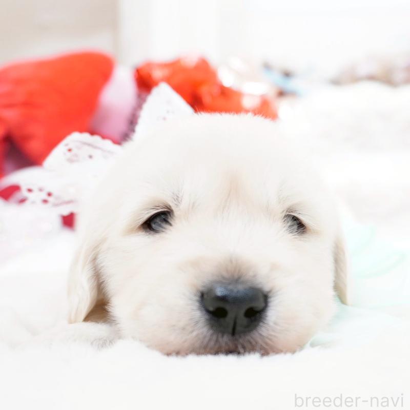 販売中の大阪府のゴールデンレトリーバー-447744