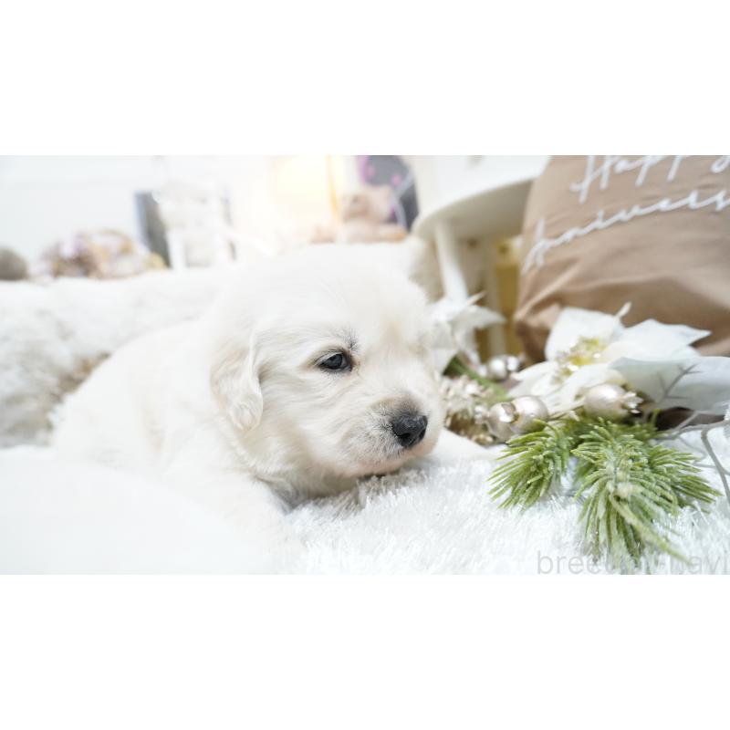 販売中の大阪府のゴールデンレトリーバー-447744の6枚目