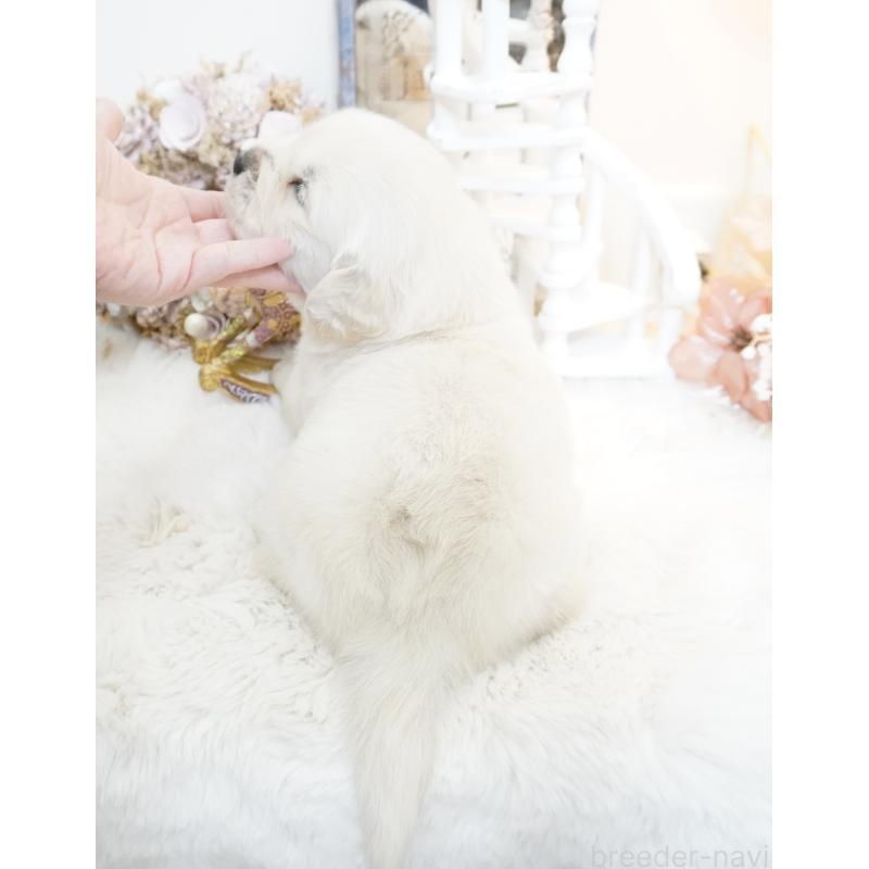 販売中の大阪府のゴールデンレトリーバー-447744の3枚目