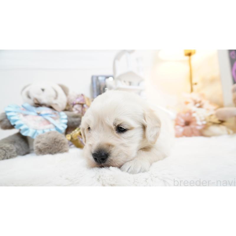 販売中の大阪府のゴールデンレトリーバー-447745の7枚目