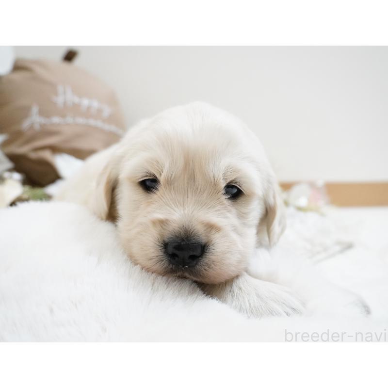 販売中の大阪府のゴールデンレトリーバー-447745の5枚目