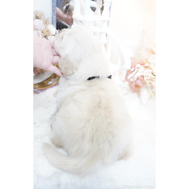 販売中の大阪府のゴールデンレトリーバー-447745の4枚目