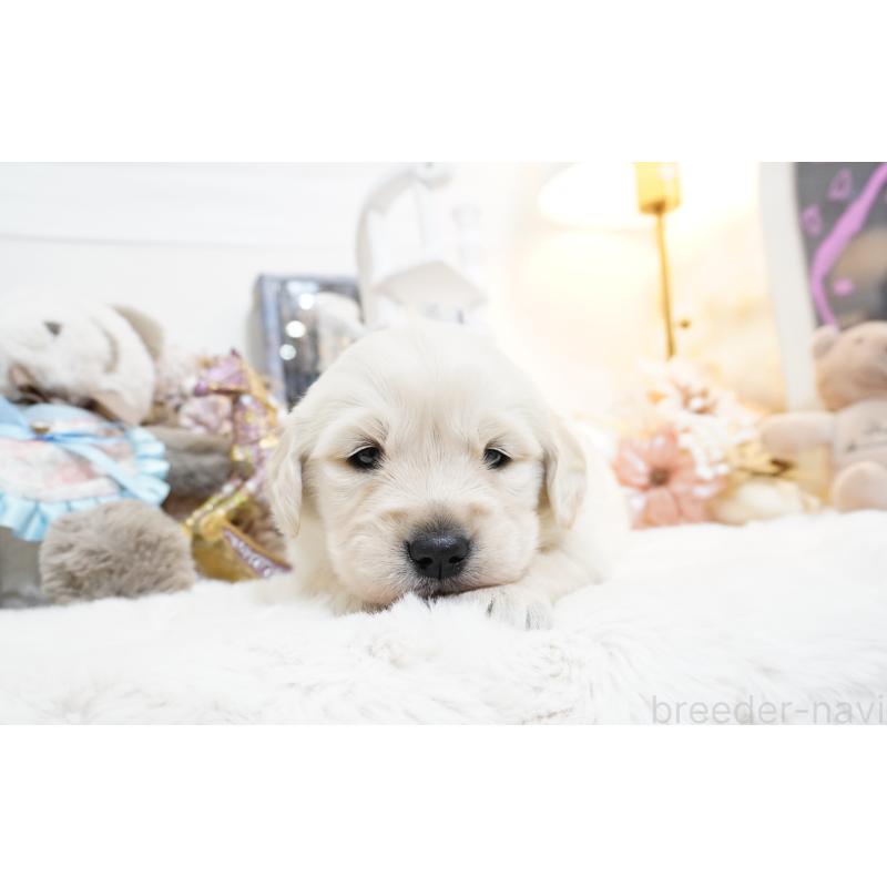 販売中の大阪府のゴールデンレトリーバー-447745の3枚目