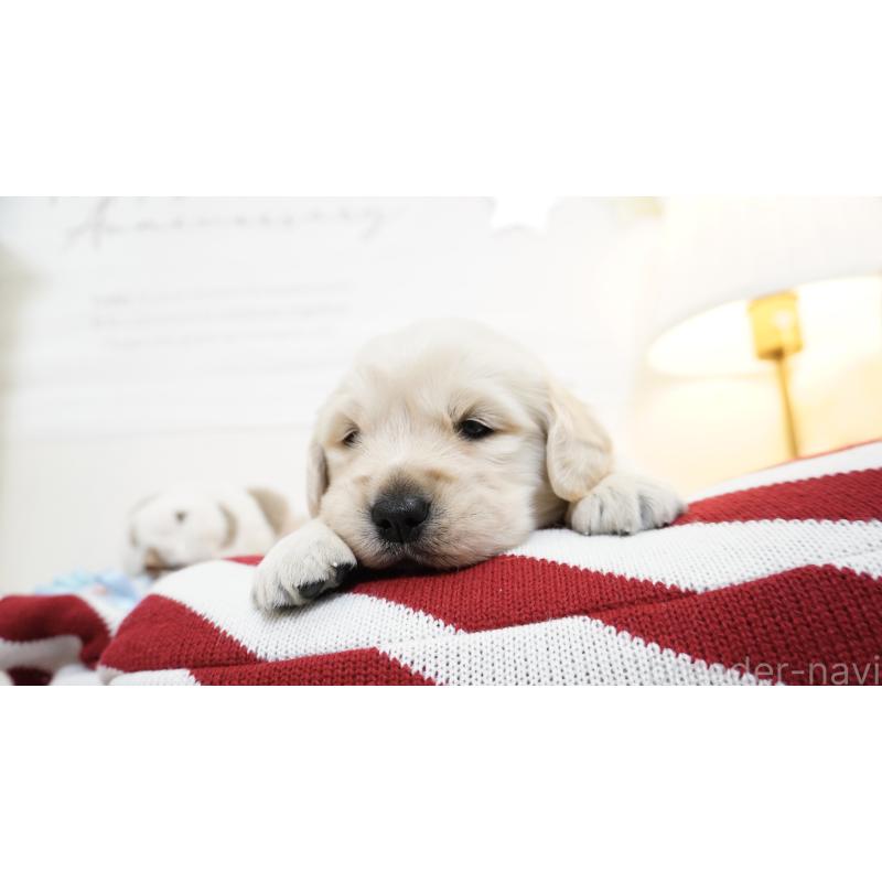 販売中の大阪府のゴールデンレトリーバー-447745の2枚目