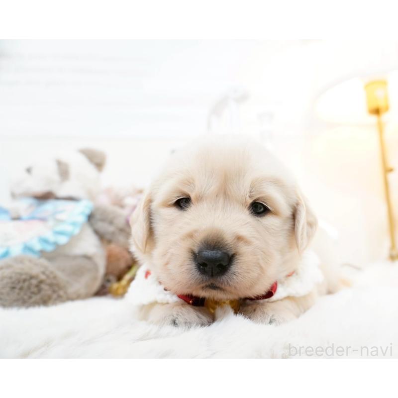 販売中の大阪府のゴールデンレトリーバー-447746の5枚目