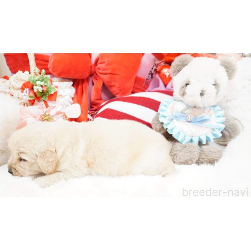 販売中の大阪府のゴールデンレトリーバー-447746の4枚目