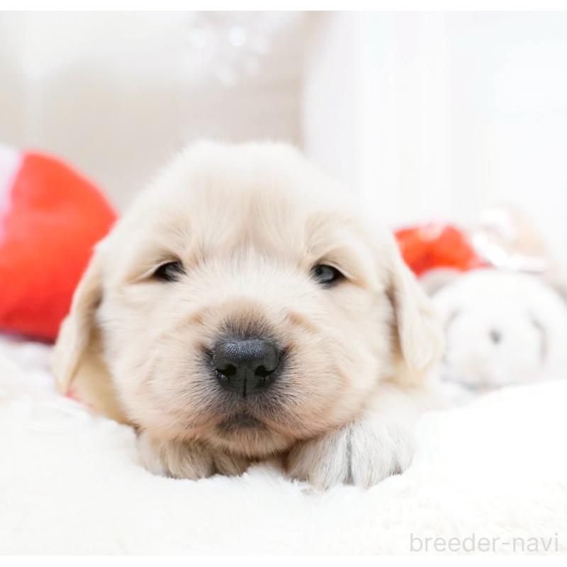 販売中の大阪府のゴールデンレトリーバー-447746の3枚目