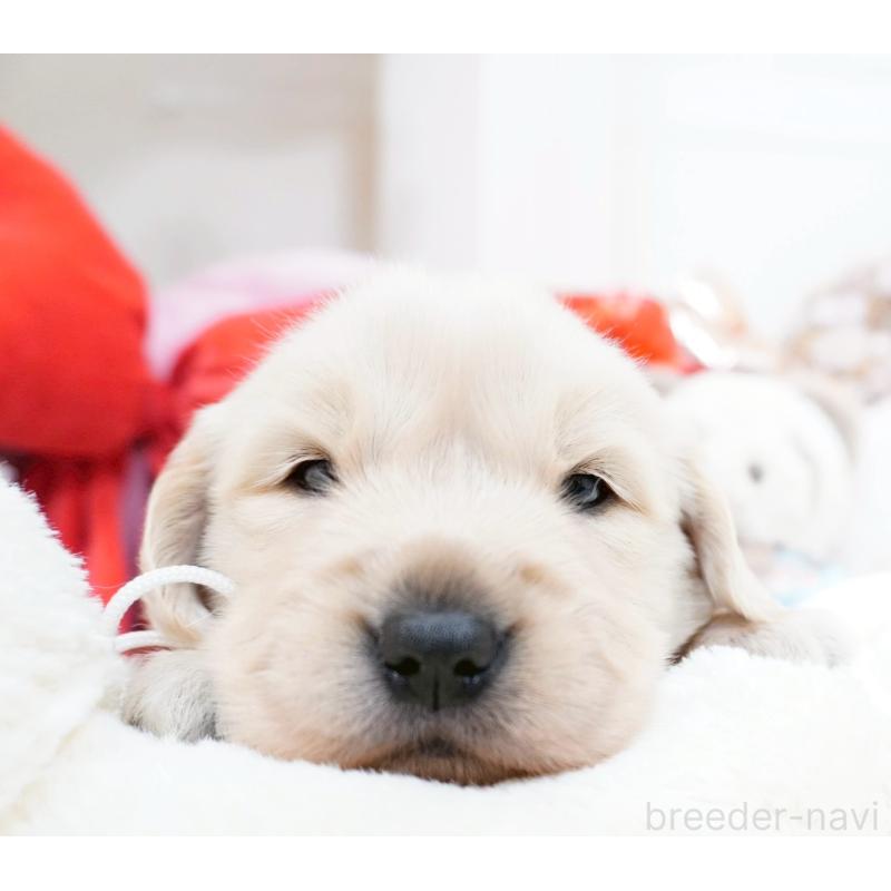 販売中の大阪府のゴールデンレトリーバー-447746の2枚目