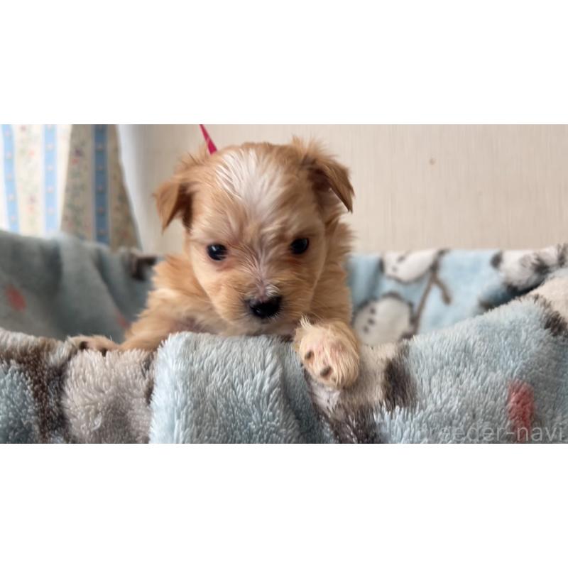 販売中の岡山県のマルプー:マルチーズ×トイプードル-444476の7枚目