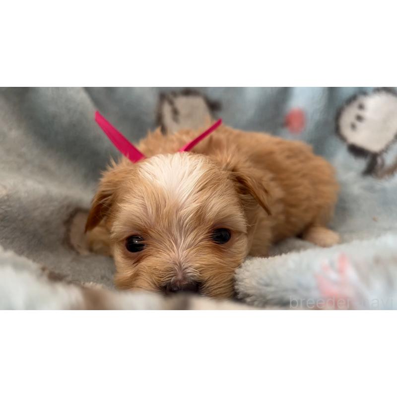 販売中の岡山県のマルプー:マルチーズ×トイプードル-444476の6枚目