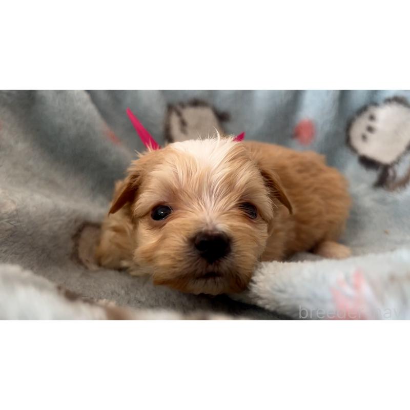 販売中の岡山県のマルプー:マルチーズ×トイプードル-444476の5枚目