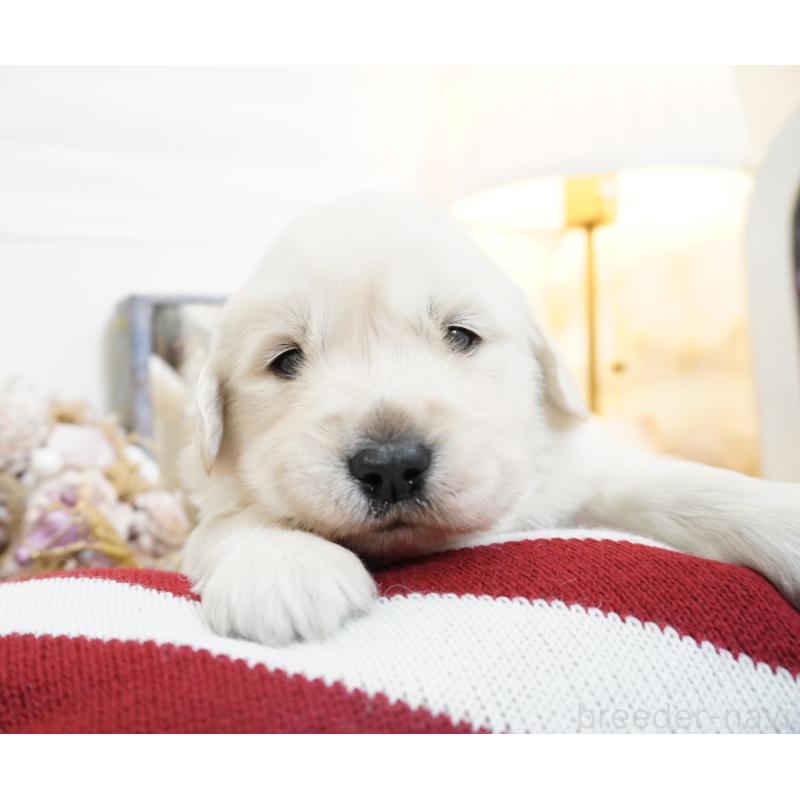 販売中の大阪府のゴールデンレトリーバー-447747の5枚目