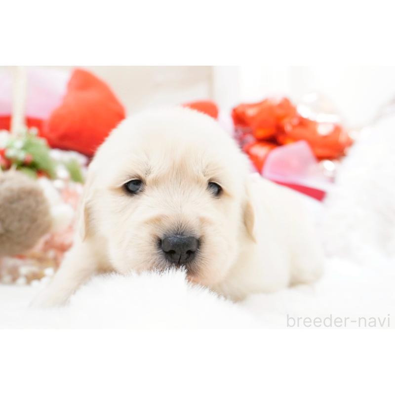 販売中の大阪府のゴールデンレトリーバー-447747の6枚目