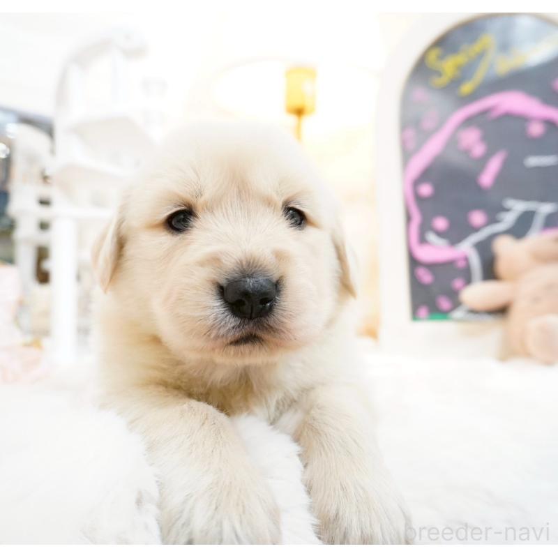 販売中の大阪府のゴールデンレトリーバー-447747の4枚目