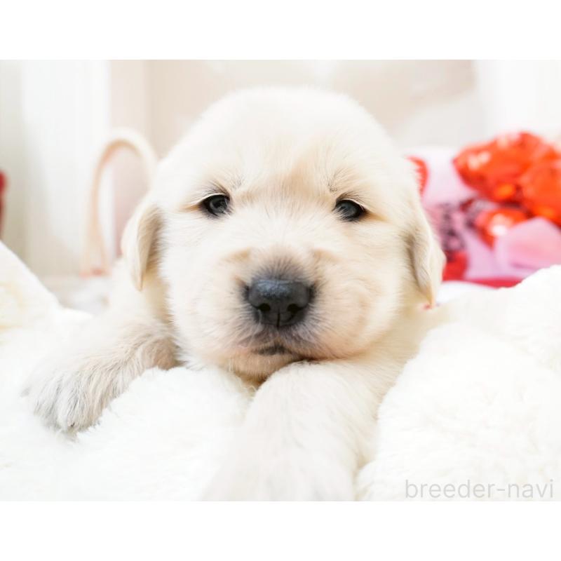 販売中の大阪府のゴールデンレトリーバー-447747の3枚目