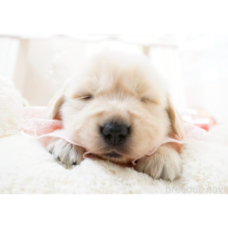 販売中の大阪府のゴールデンレトリーバー-447747の2枚目