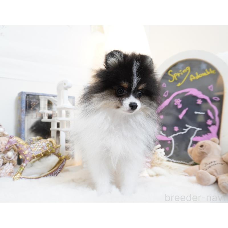 販売中の大阪府のポメラニアン-447748の7枚目