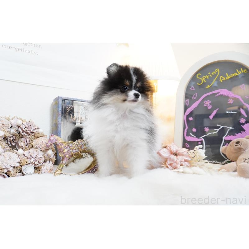 販売中の大阪府のポメラニアン-447748の6枚目