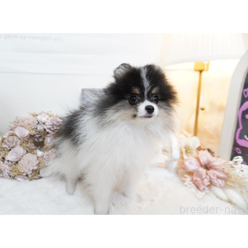 販売中の大阪府のポメラニアン-447748の5枚目