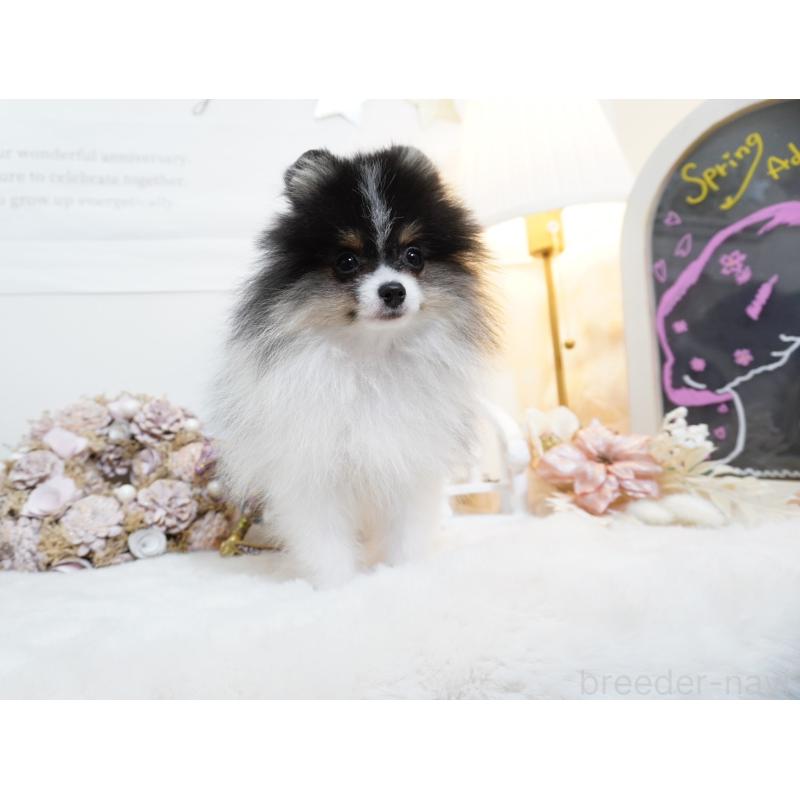 販売中の大阪府のポメラニアン-447748の4枚目