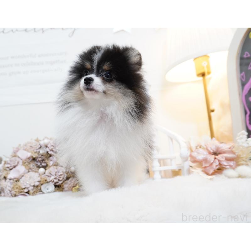 販売中の大阪府のポメラニアン-447748の3枚目