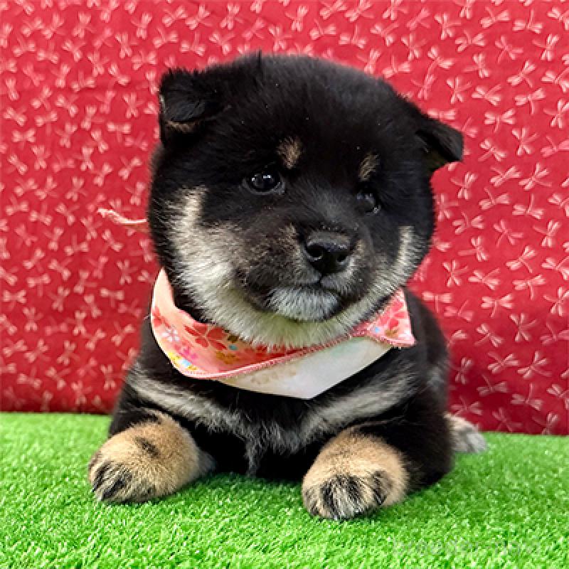 販売中の神奈川県の豆柴-447611