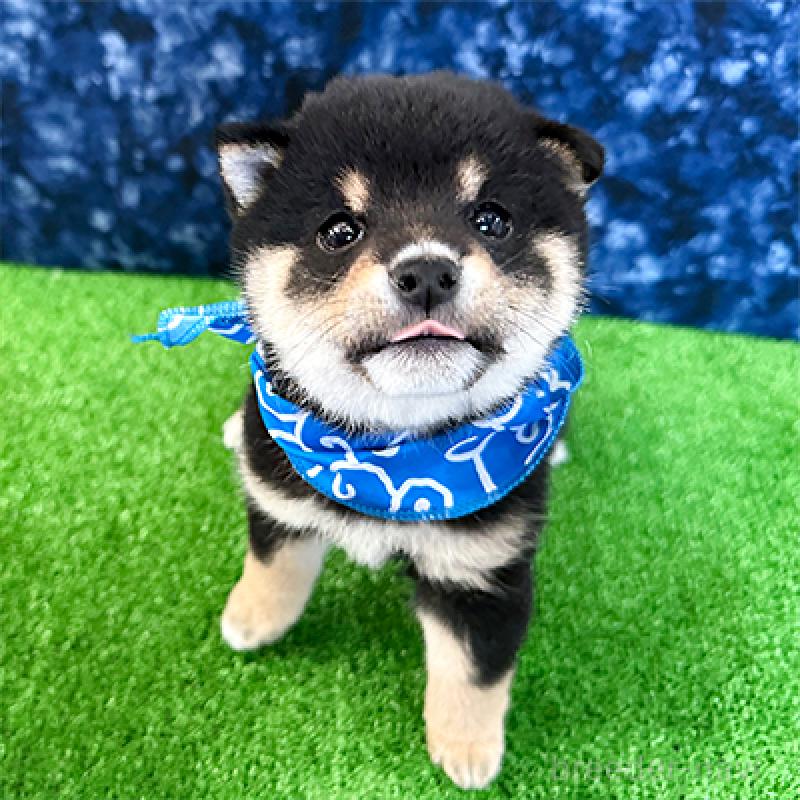 販売中の神奈川県の豆柴-447608