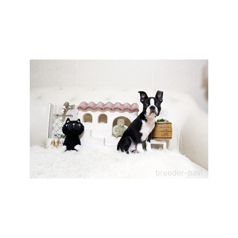 販売中の佐賀県のボストンテリア-439731の2枚目