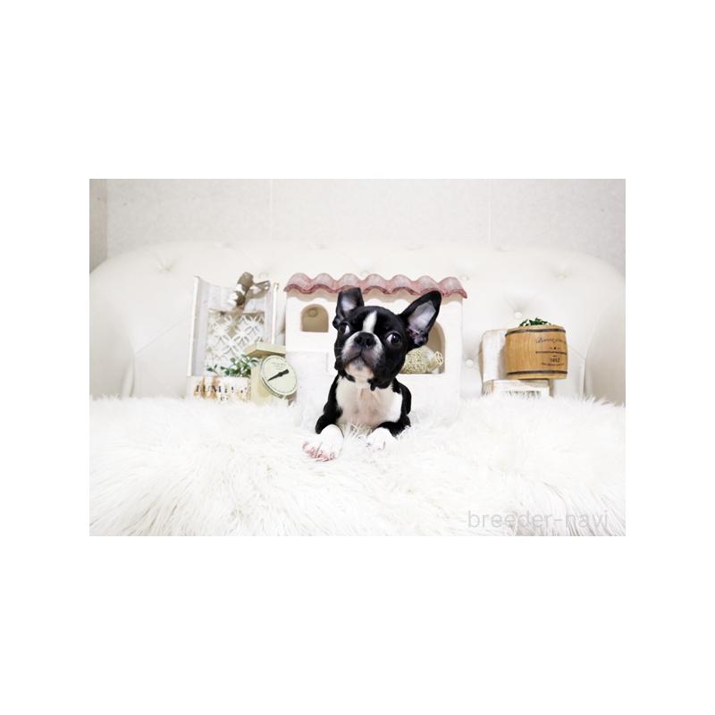 販売中の佐賀県のボストンテリア-439732の3枚目