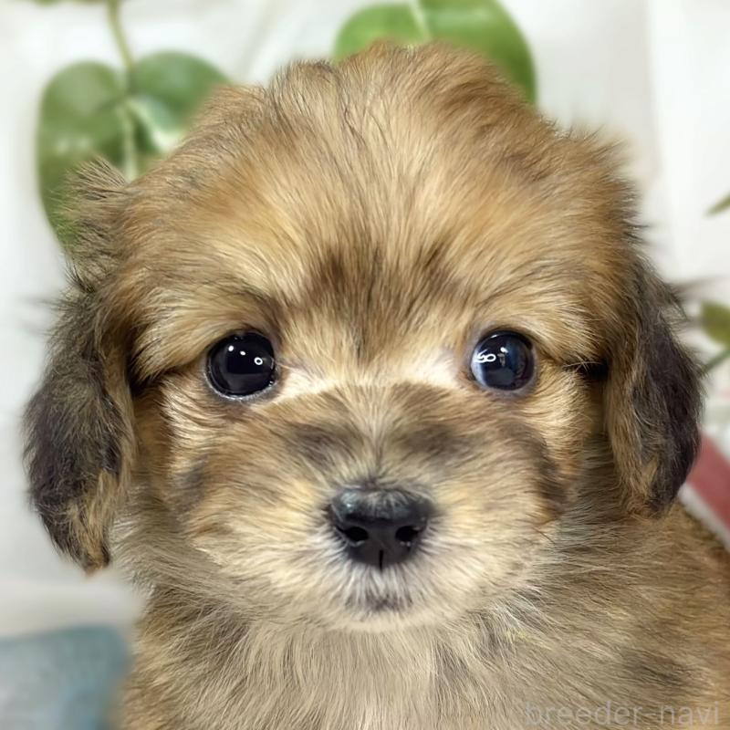 販売中の滋賀県のマルックス:マルチーズ×ミニチュアダックスフンド-447783の1枚目