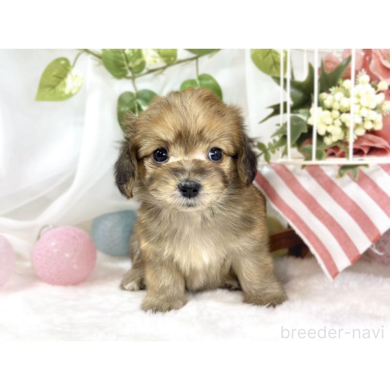 販売中の滋賀県のマルックス:マルチーズ×ミニチュアダックスフンド-447783の4枚目