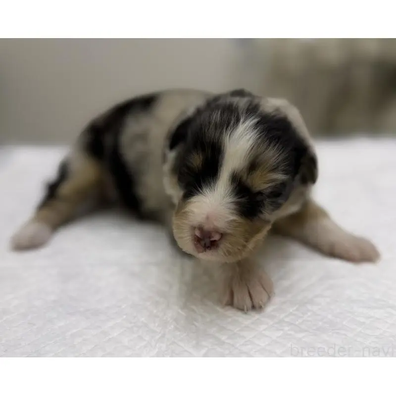 販売中の山梨県のオーストラリアンシェパード-447784の1枚目