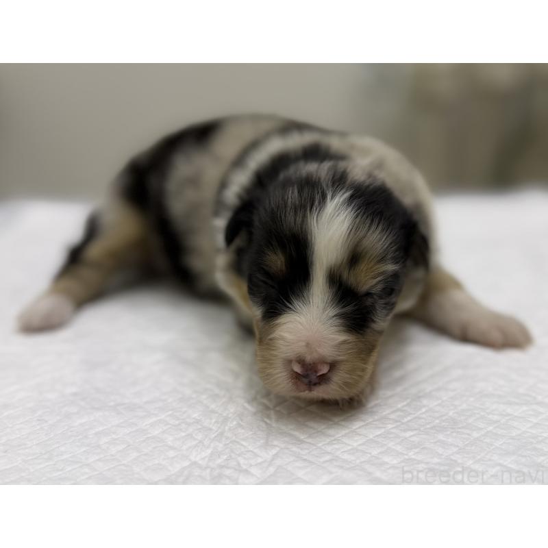 販売中の山梨県のオーストラリアンシェパード-447784の5枚目