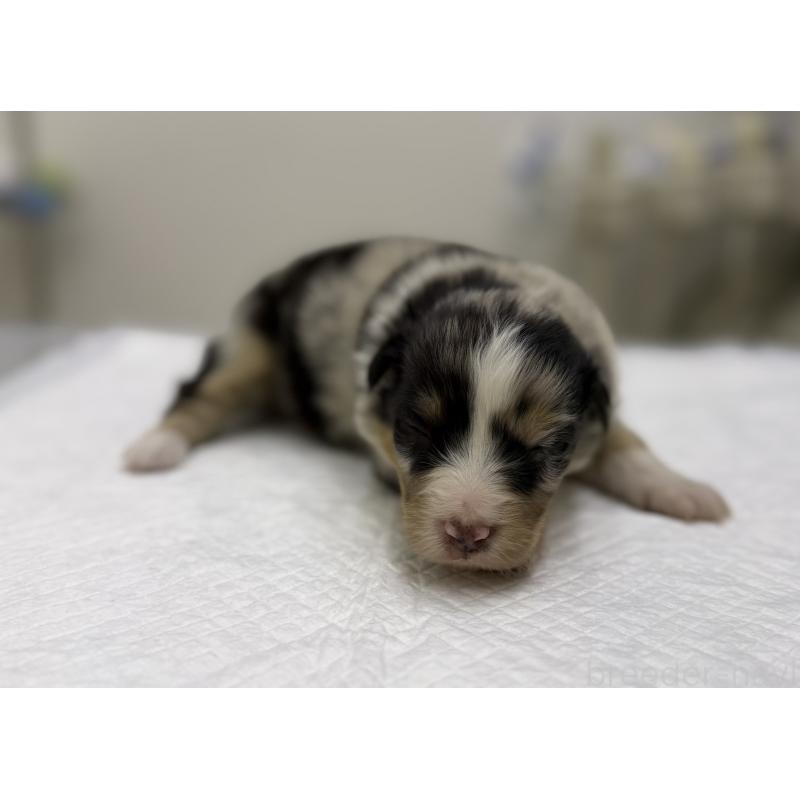 販売中の山梨県のオーストラリアンシェパード-447784の4枚目