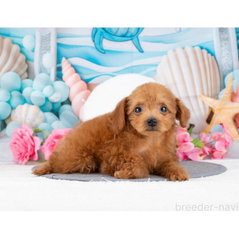 販売中の岐阜県のトイプードル-447788の6枚目