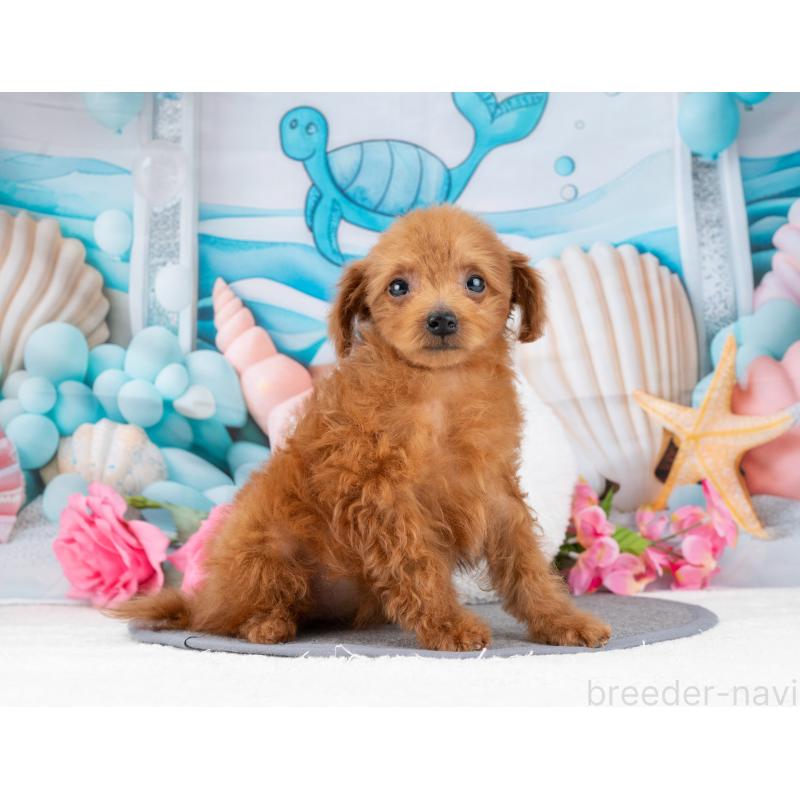 販売中の岐阜県のトイプードル-447788の5枚目