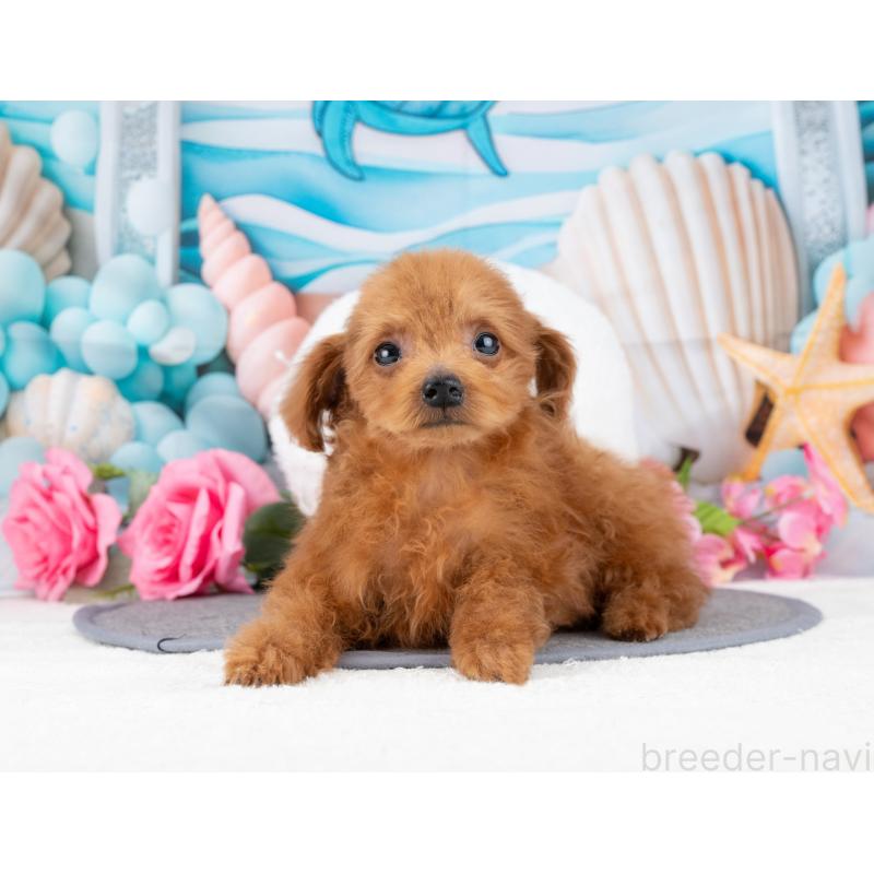 販売中の岐阜県のトイプードル-447788の2枚目