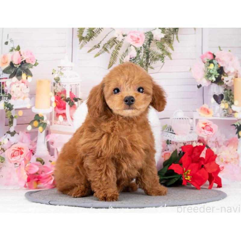 販売中の岐阜県のトイプードル-447789の5枚目