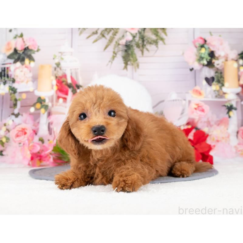 販売中の岐阜県のトイプードル-447789の4枚目