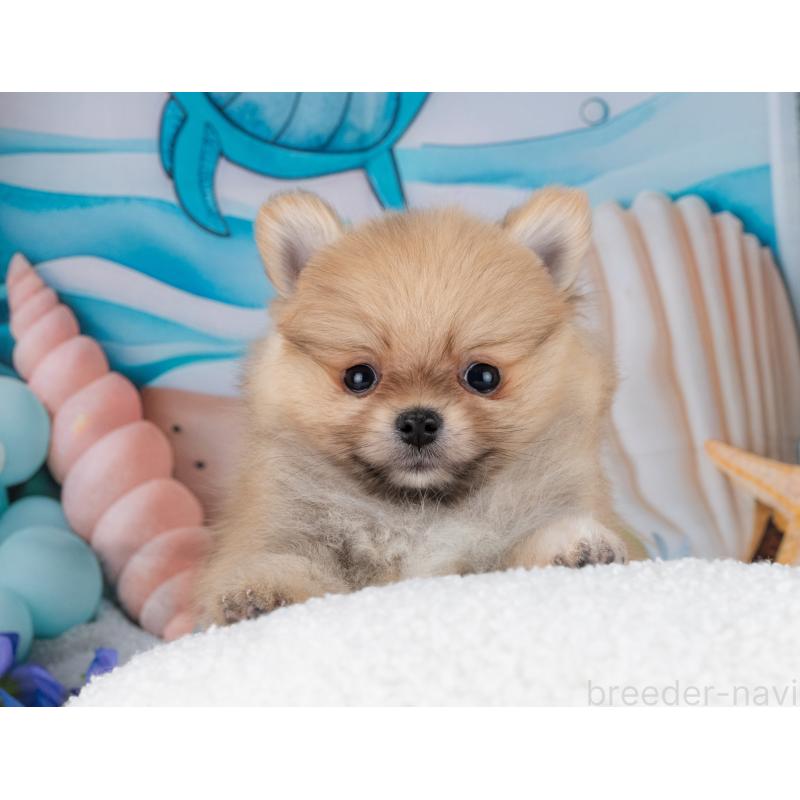 販売中の岐阜県のポメラニアン-447792の7枚目