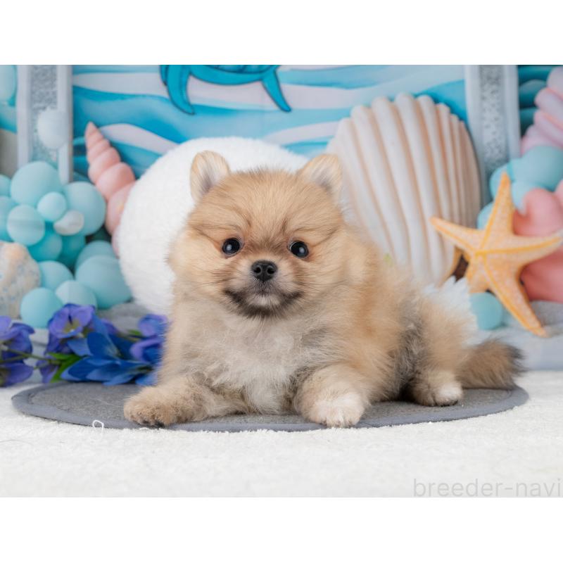 販売中の岐阜県のポメラニアン-447792の6枚目