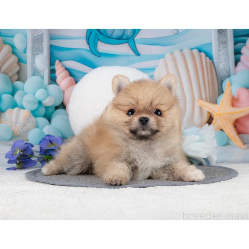 販売中の岐阜県のポメラニアン-447792の5枚目