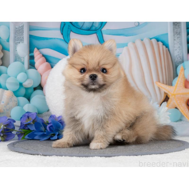 販売中の岐阜県のポメラニアン-447792の4枚目